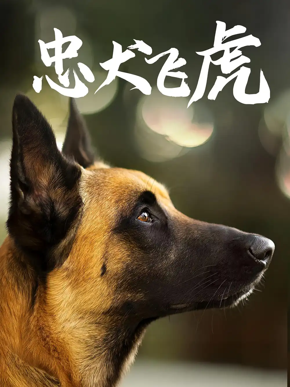 短剧《忠犬飞虎》全集完整版在线观看